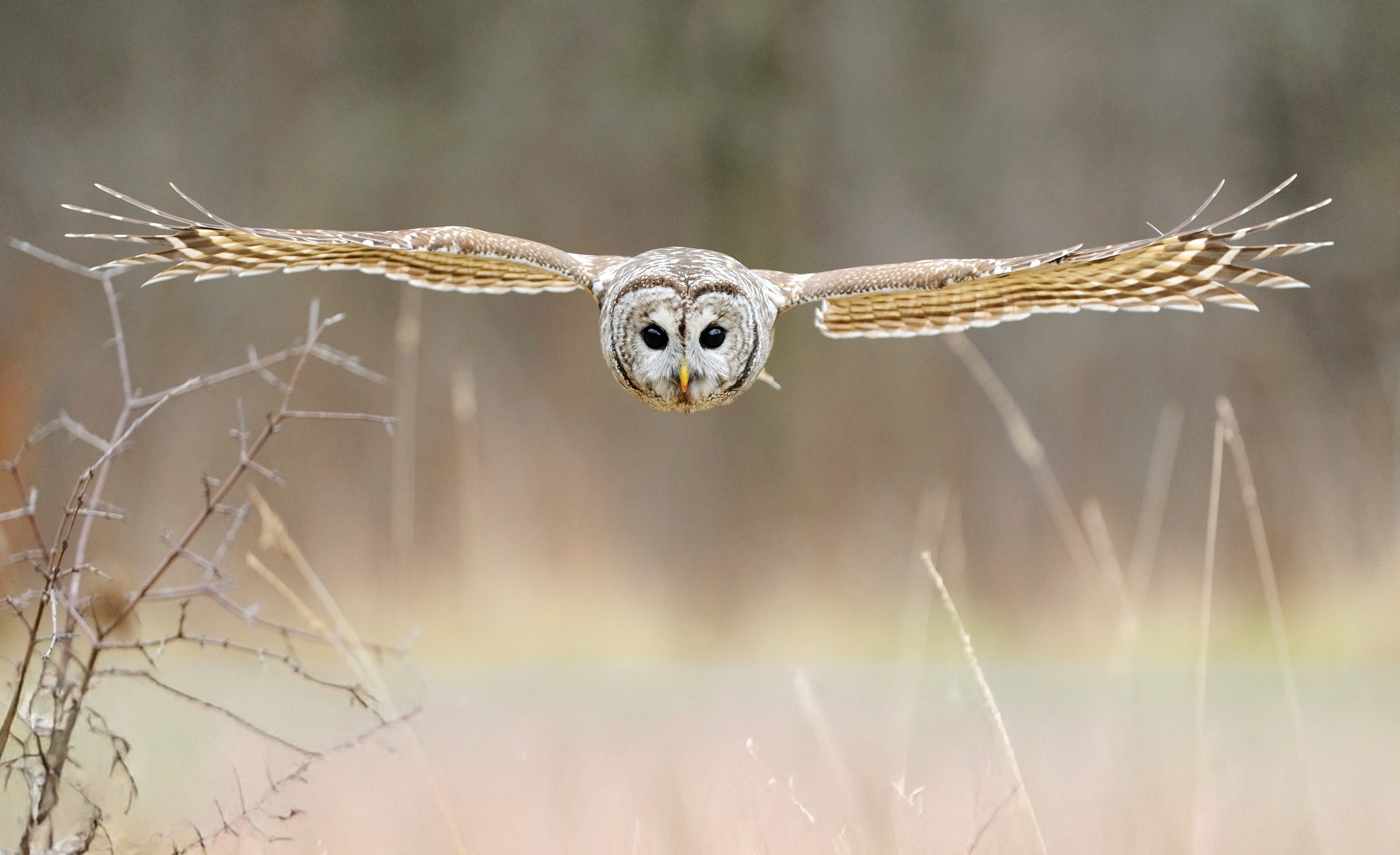 Barred Owl in Flight